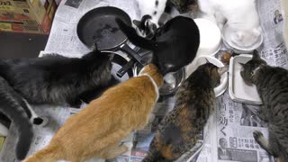 今週のおやつ（本隊）【蒼民家の猫々】_2025-0322