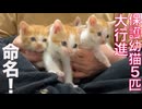 保護幼猫5兄妹、命の名を授かる