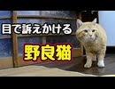 訴えてくるクセに…【野良猫】