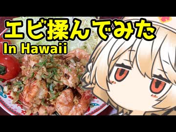 ガーリックシュリンプ【ナースロボ】