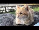 野良猫がトコトコと歩いてきてチョコんと隣に座ってきた