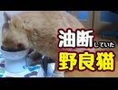 油断してた…お互いに…【野良猫】