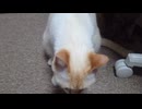 拾いねこ＠生後4612/537日目　お出迎えしない動画。