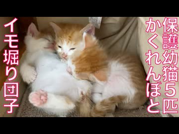 保護幼猫5兄妹、たのしいかくれんぼ＆イモ団子