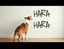 HARA HARA