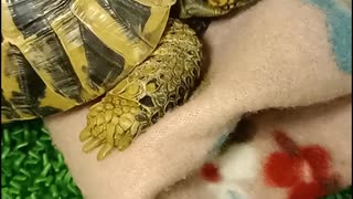 おはようカメさん