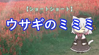 【ショートショート】ウサギのミミミ