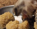 リクガメのごはん