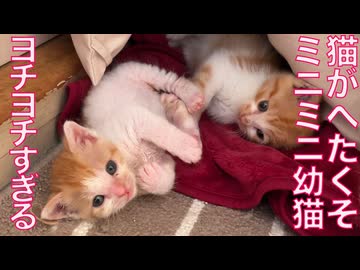 ミニミニ末っ子幼猫、猫がへたくそになる