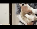 サワーと何回スクワットできるかやってみた　コメントお待ちしてます☆
