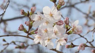 「いっぱい咲いていてきれい」福岡の桜　４月上旬が見頃　開花した25日、名所・舞鶴公園では早くも「お花見客」