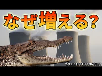 原子力発電所でワニが繁栄している理由【解説動画】