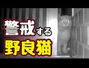 慣れてきてたのに…【野良猫】