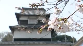 「春が来た」「ビール飲みたい」早くも賑わう「花見」　経済効果はコロナ禍前の２倍を予測　トレンドは”ひとり・外国人”１９８０年代とは様変わり！？「福岡城さくらまつり」開幕