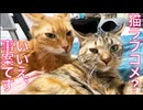猫同士の青春ラブコメ、一気に事案になる