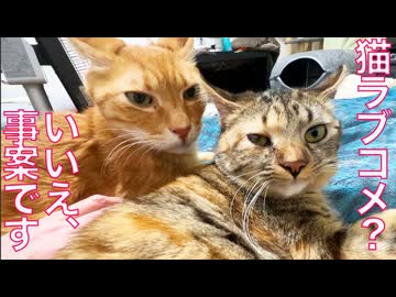 猫同士の青春ラブコメ、一気に事案になる