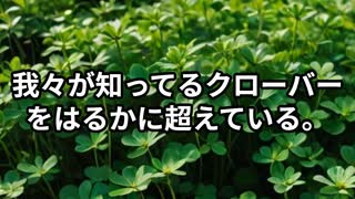 【自然雑学解説】四つ葉のクローバーより葉が多いクローバーがヤバすぎる【VOICEVOX四国めたん】
