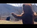 ホモと見るクマvsクマの着ぐるみ