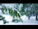 stock-footage-close-up-of-the-snow-falling-onto-green-leaves-blurred-winter-snow-background