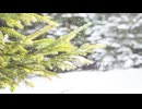 stock-footage-snowing-on-fir-trees-winter-wonderland-background
