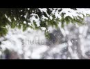 stock-footage-snow-in-the-forest-heavy-snow-falling