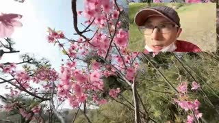 散歩！山海コースで桜を見る！ #20250327