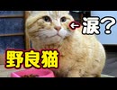 泣くほど お腹空いてたのね…【野良猫】
