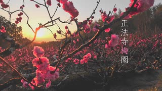 【京都】正法寺の梅園