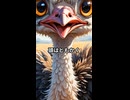 【動物解説動画】ダチョウがいろいろとすごい！【VOICEVOX四国めたん】