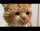 ホモと見る足ふきマットみてぇな猫