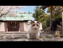 猫だらけの神社、やたらと喋ってくる白猫に出会う