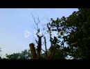 A dead tree stands among lush green foliage from other trees as the wind moves them
