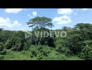 Lush Green Trees And Plants Growing In The Forest