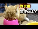 警戒心どこいった？【野良猫】