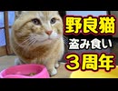 【野良猫】とうとう３周年【総集編】