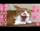公園の女王猫、痛恨のミスで最悪の展開に…