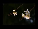 雪融け/初音ミク