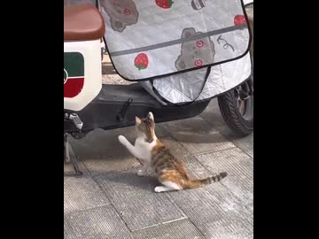 ホモと見るバイクのペダルをパンチするネコ