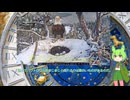 アメリカでハクトウワシのひなが誕生した件について