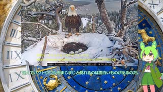 アメリカでハクトウワシのひなが誕生した件について