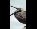 【動物解説動画】ペリカンがマジで怖い【VOICEVOX青山龍星】