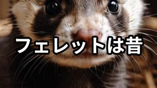 【動物解説動画】フェレットは昔、配線工事をしていた【VOICEVOX四国めたん】