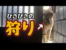 警備よりも狩り…【狩り】【野良猫】