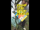 オレンジ、レモン、ポンカン植えました