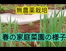 春の家庭菜園の様子