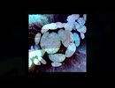 MV ごらん