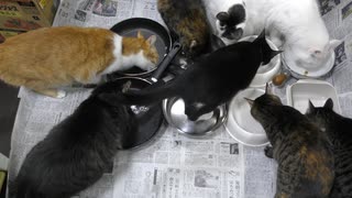 今週のおやつ（本隊）【蒼民家の猫々】_2025-0330