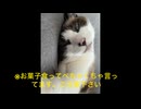 社会人になるまで残り2日の絶望枠【2025/3/30】papt.2