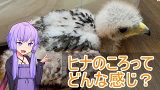 鷹とゆかり：ヒナのころってどんな感じ？