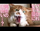 ブチ切れた女王猫、運命の出会い…⁉︎